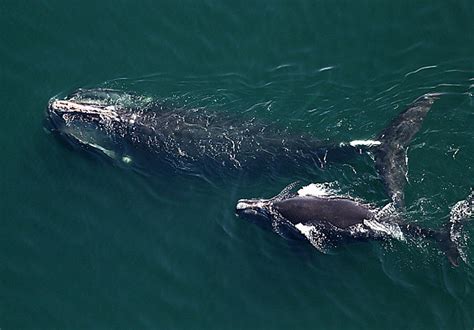 Right whale sighting in Cape Cod Canal a positive sign for future of species, scientists say 